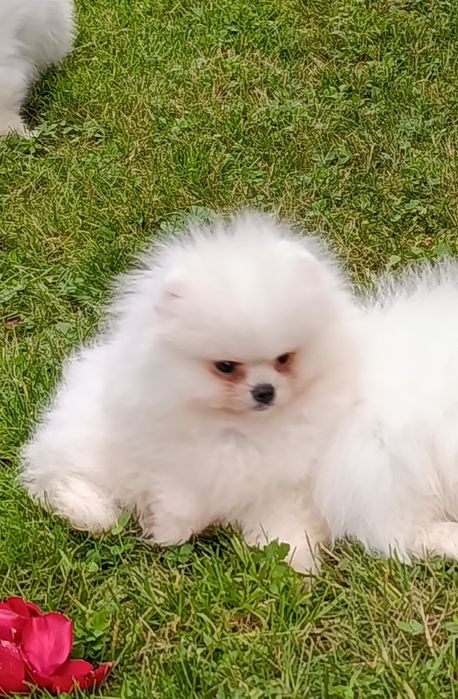 Pomeranian mini toy femela