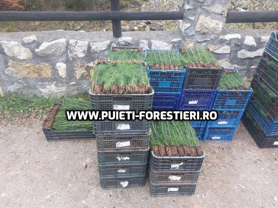 Puieti containerizati molid (Picea abies) apti de plantat