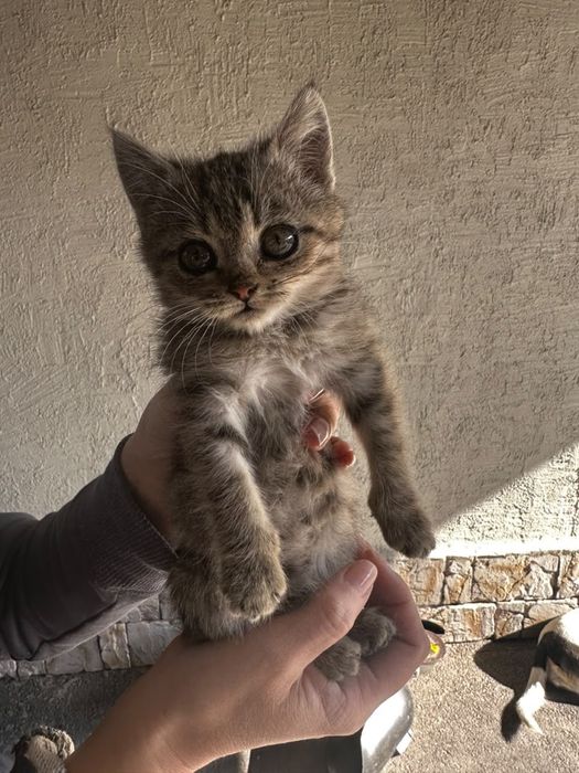 Отдам котенка в добрые руки