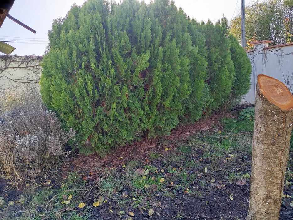 5 туи Смарагд (живи дървета) около 2 м – здрави и гъсти