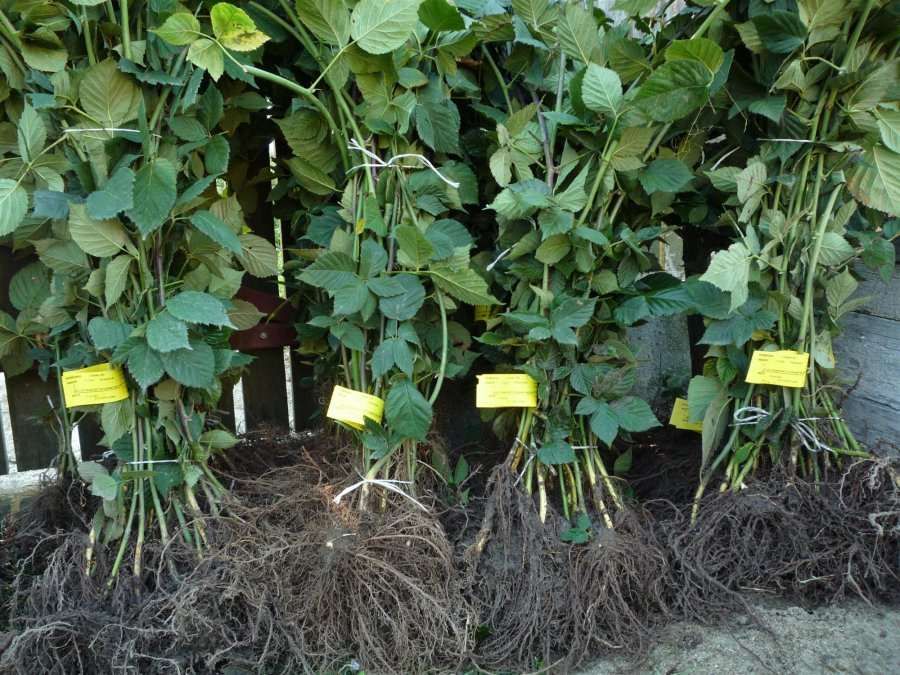 butasi zmeur rosu si galben, stoloni capsuni remontant