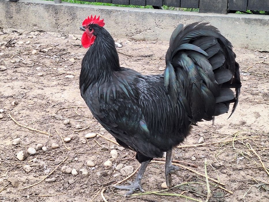 Cocosi Australop Negru