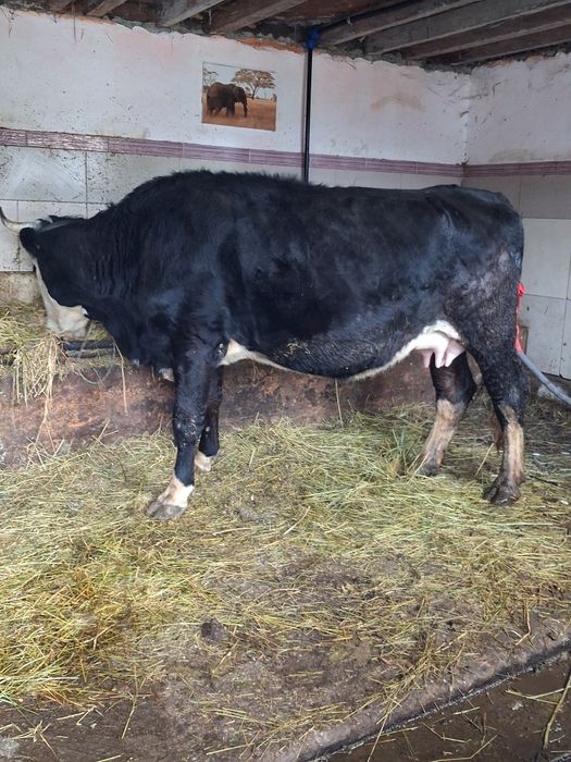 Vand sau schimb cu vacă de Tăiere