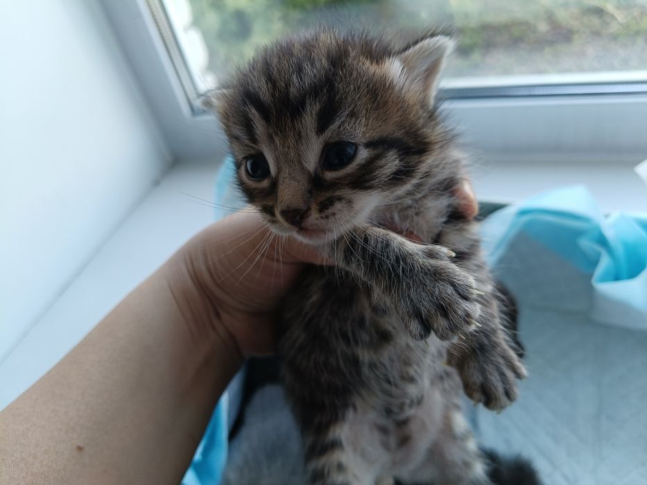 Отдам котят в хорошие руки