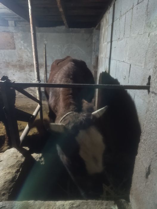 Продам тёлочку.на откорме