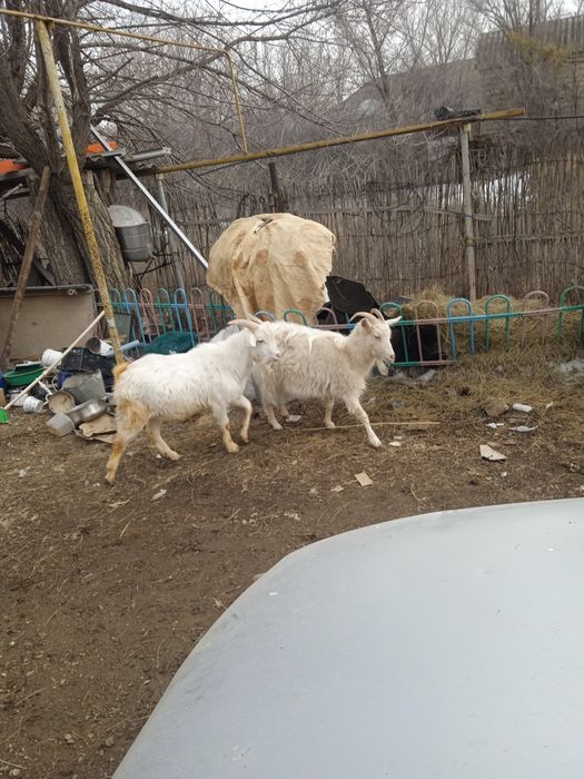 козёл и  коза ешкі сауынды