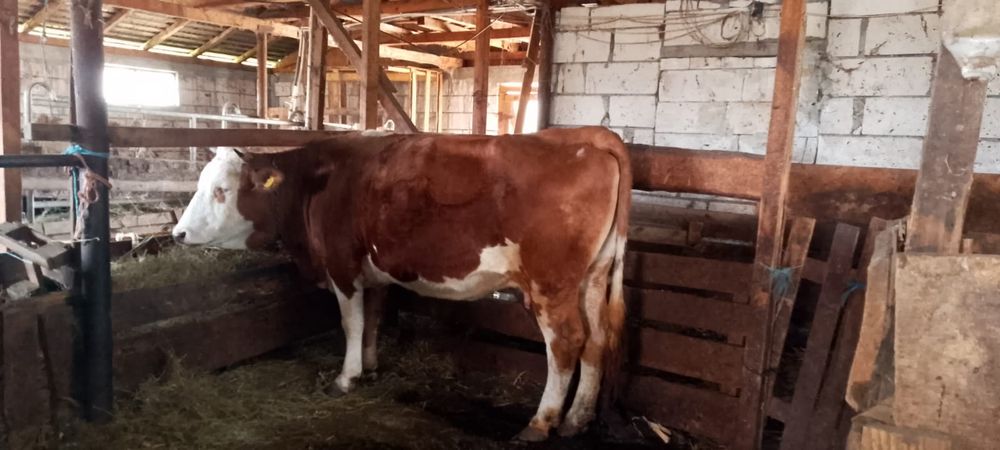 vand vaci juninci si vitele