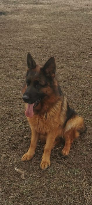 Pui ciobănesc german