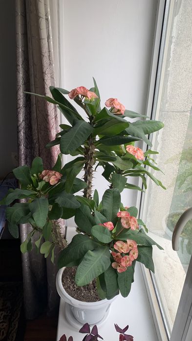 Домашние цветы от бабушки