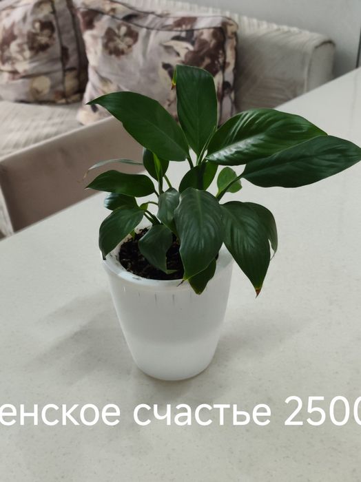 Продам комнатные цветы олеандры оксалисы