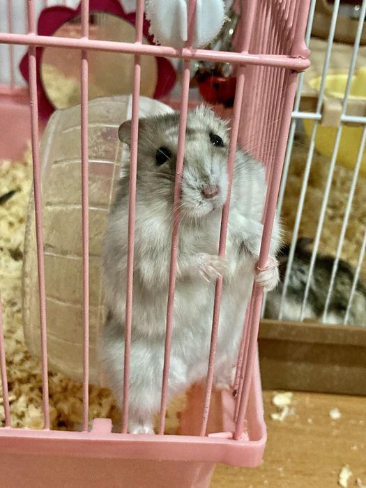 Продам хомяков - активные, ручные