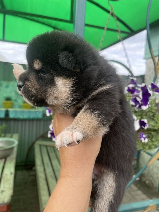 Замечательные щенки японской сибы