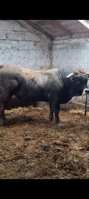 Taur Aubrac de vânzare