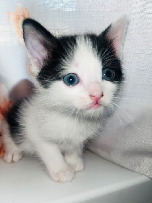 Котяты отдам даром. 2 месяца