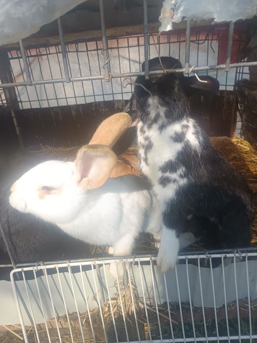 Vând iepuri Detalii in pv