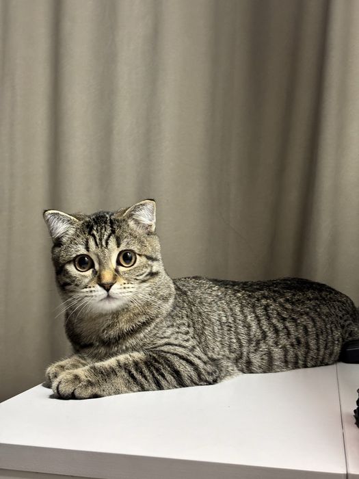Котенок шотландской породы