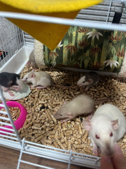 Продам крысят декоративные