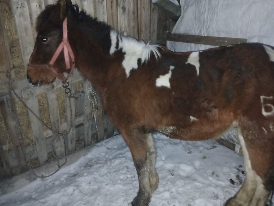 Тай сатамын еркек