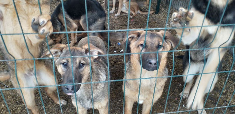 Отдам щенков 8 месяцев