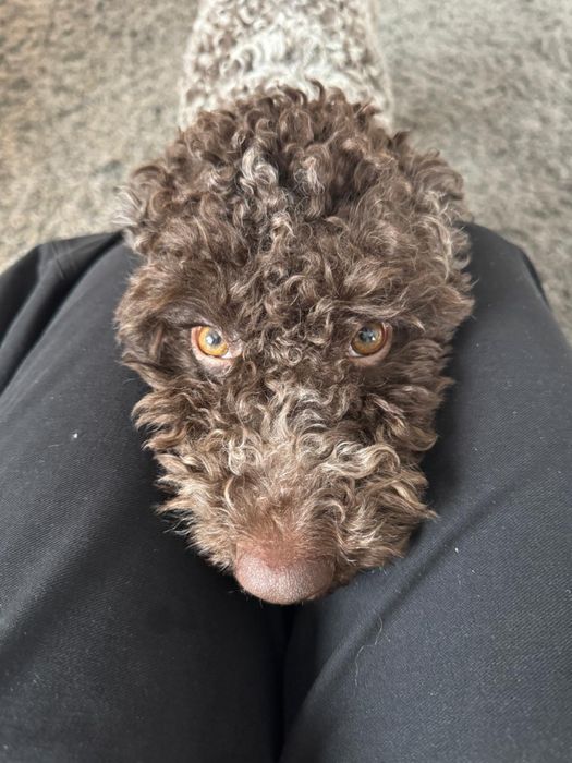 Пропал Пес верните за Вознагражденип