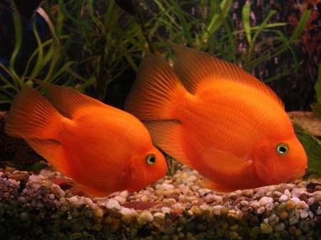 Kingkong papugay malyoklari