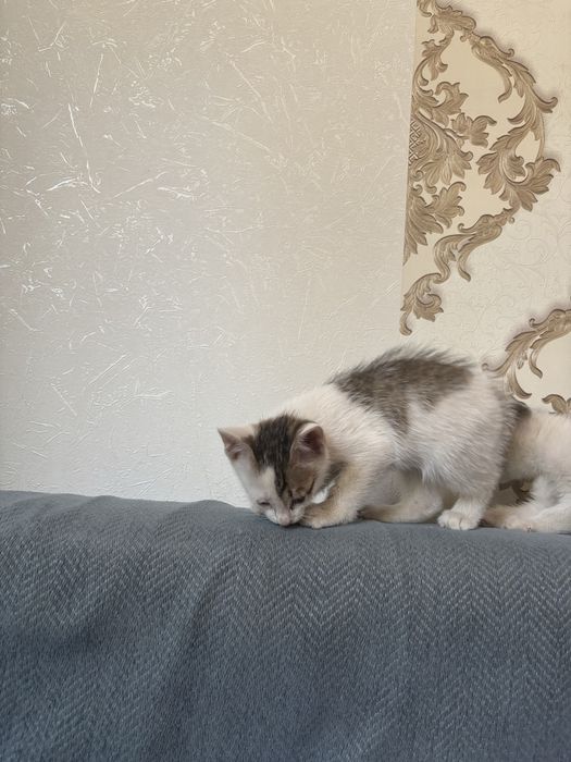 Котят отдам в хорошие руки