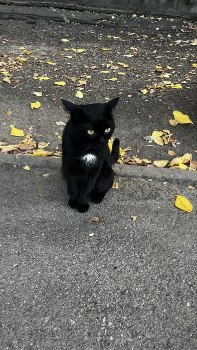 Кот черный с белой грудкой.