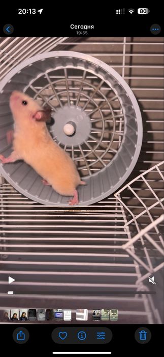 Продается Хомяк