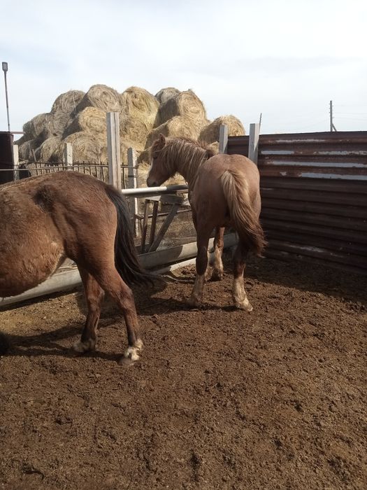 Жеребец тяжеловоз