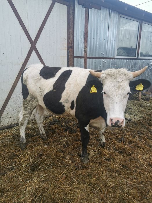 Juninca vaca viteaua