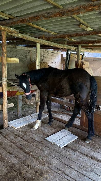 Тайлар   жеребцы