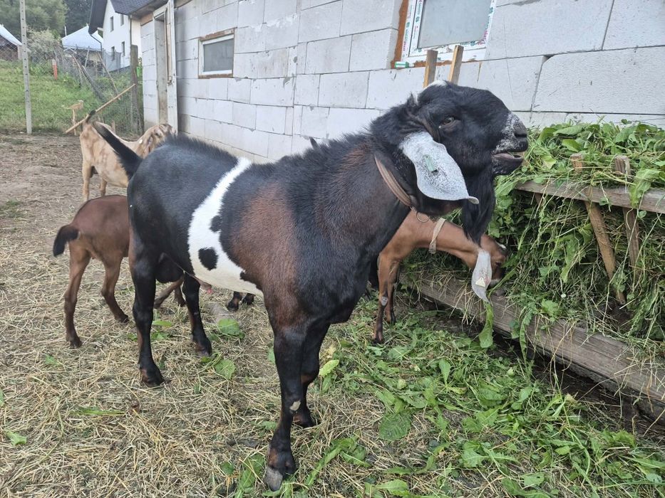 Țap anglonubian de 2 ani jumatate