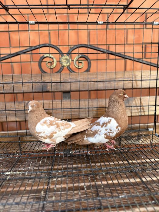 Продается голуби пара бакинских белобоких.