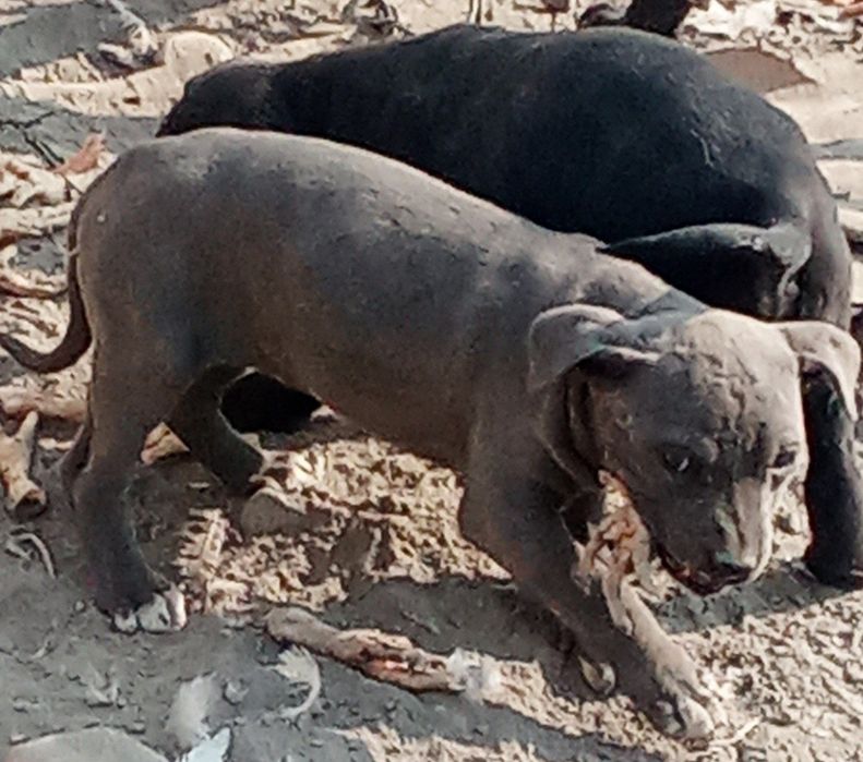 Продаётся Собака питбуль