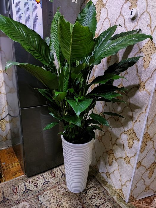 Продам цветы  доставка