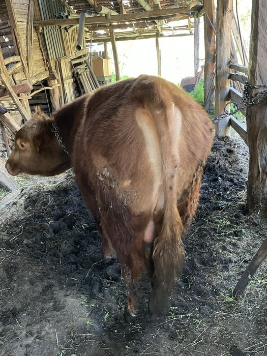 Taur rasa Angus cu Băltată Românească