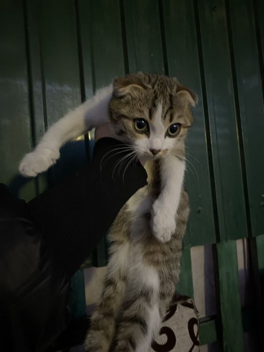 Отдадим котят в хорошие руки