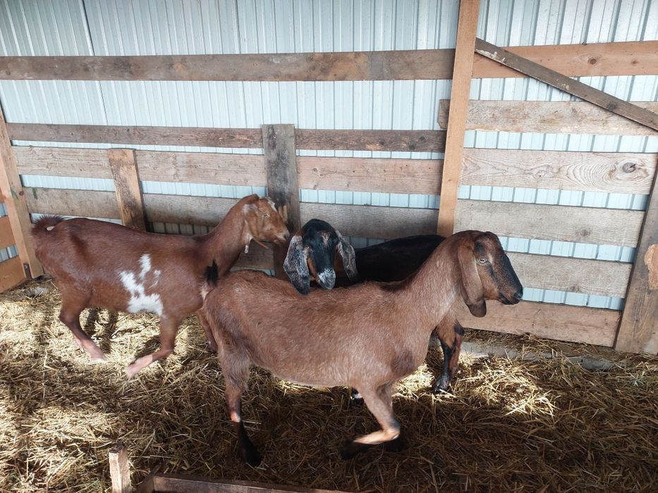 Vând 3 capre anglonubiane