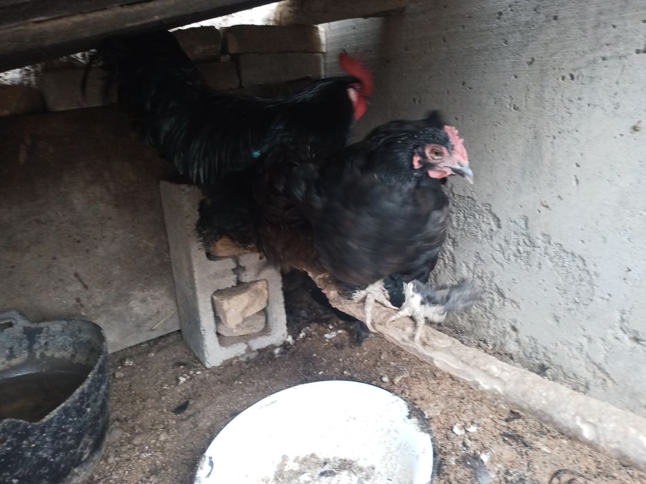 Qora tovoqlar sotiladi