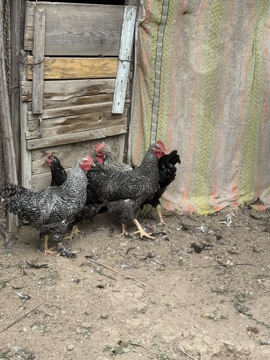 Продам петухов хороших