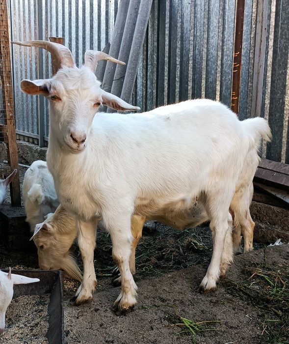 Коза Зааненская (молочная)