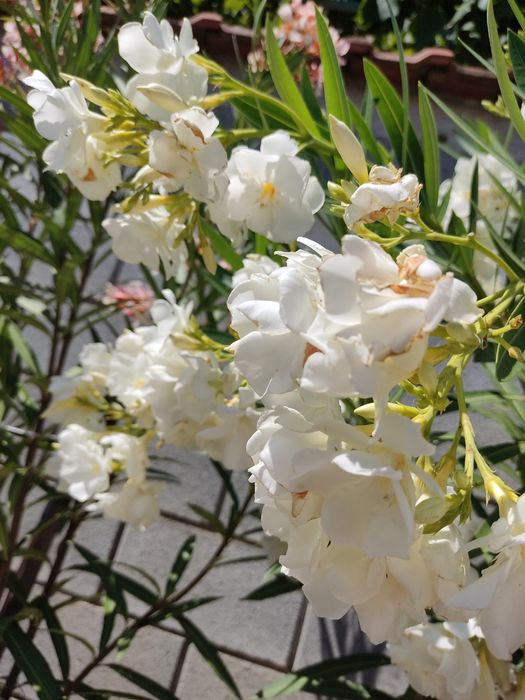 Олеандър ( Зокум )