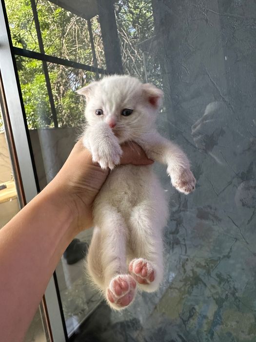 Продаются котята фолды