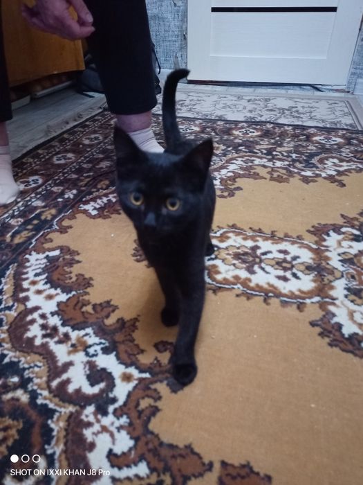 Отдам в добрые руки