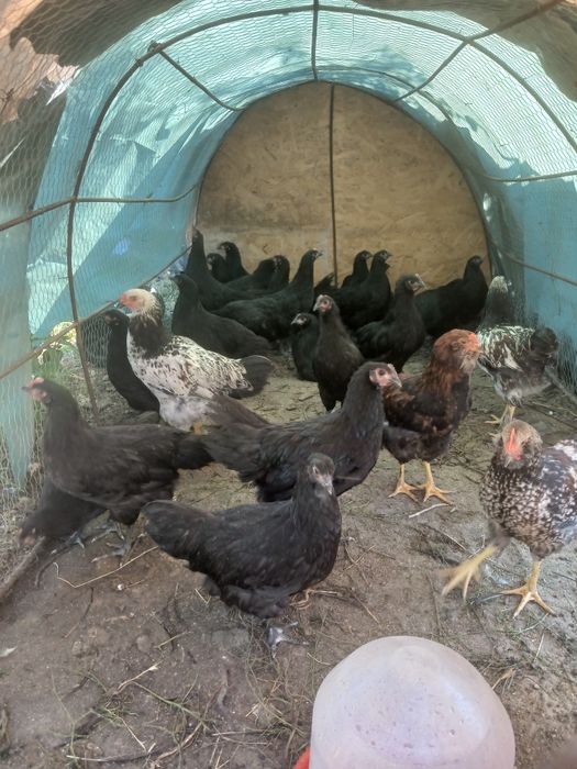 Vând animalele urgent!!!