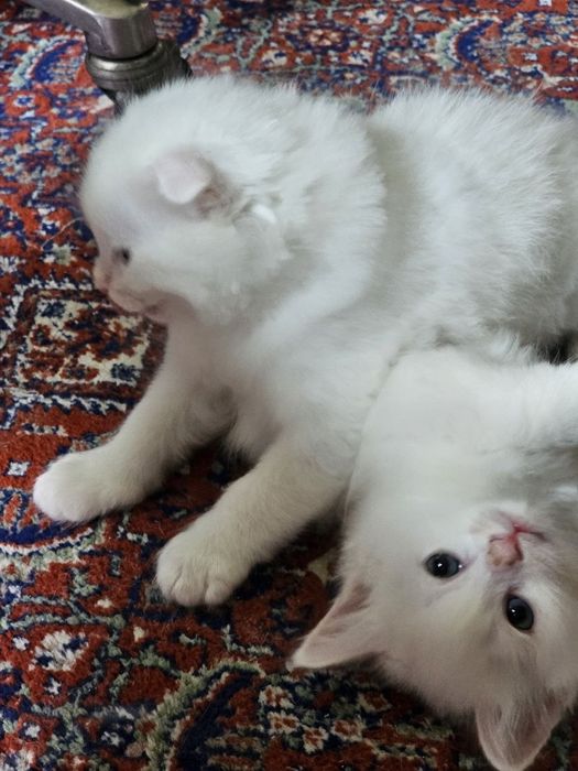 Продаются котята мальчик вислоушка, девочка страйк. Белые пушистые.