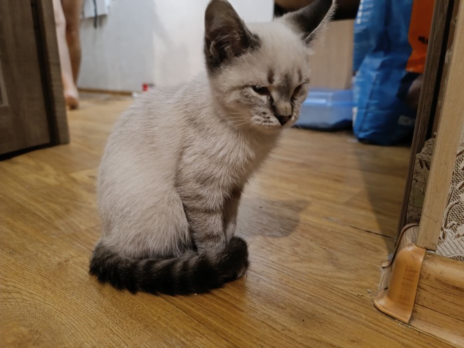 Отдам котенка девочку