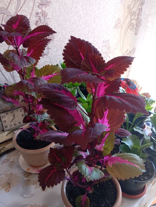 Продаются комнатные цветы