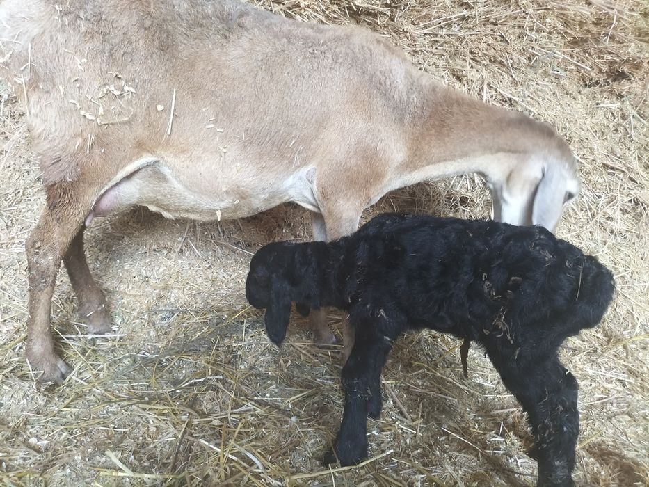 Бараны токты  кассап бар