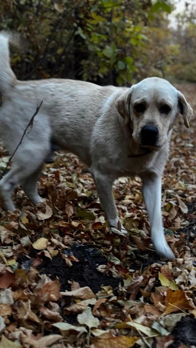 Убежал лабрадор. Возраст 6 лет